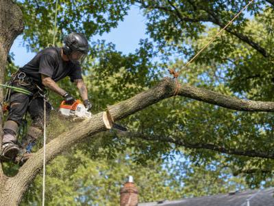 Bucket truck lift reaching into a tall tree canopy