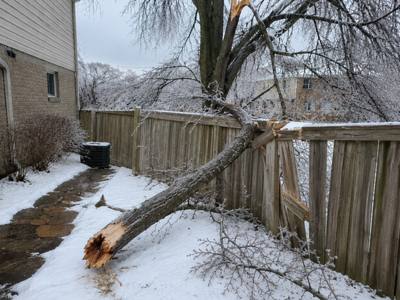 Fence repaired after a tree removal job in Cabbagetown
