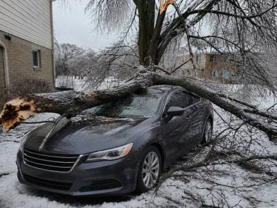 Car parked near a driveway after tree debris was cleared