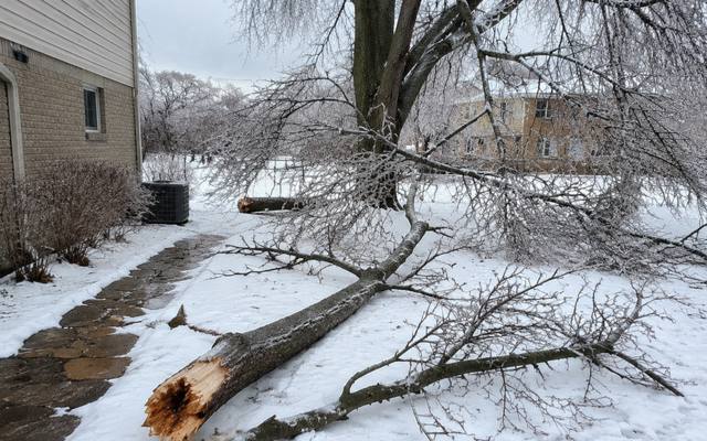 Large dead branch removed from a backyard tree near a laneway