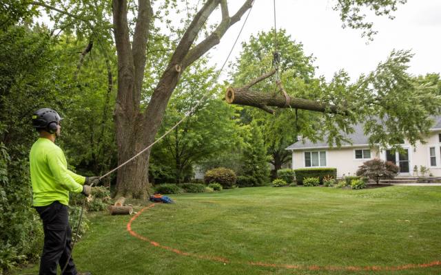 Full tree removal piece being lowered to the ground