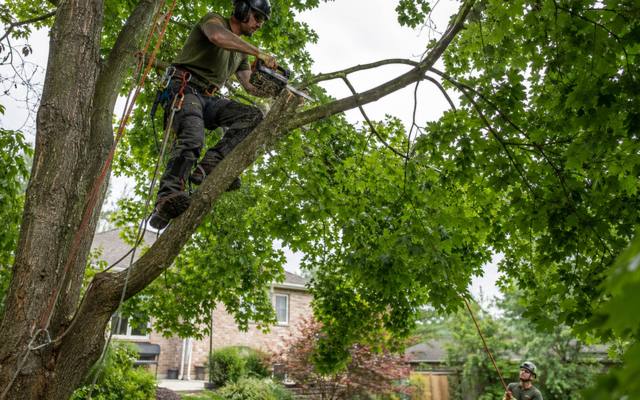Tree climber cutting a branch high in the canopy
